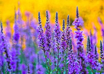 《艾尔登法环》新图 女武神玛莲妮亚大战拉塔恩