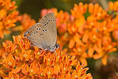 《城堡建造者》2024年1月Steam正式推出 策略塔防